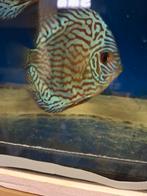 Briliant turquoise discus, Dieren en Toebehoren, Vissen | Aquariumvissen, Vis