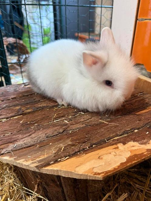 3 dwergkonijntjes zoeken een nieuw huisje!, Dieren en Toebehoren, Konijnen, Dwerg, Meerdere dieren