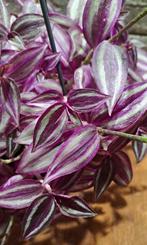 Tradescantia Pink paradise, Huis en Inrichting, Kamerplanten, Overige soorten, Minder dan 100 cm, Bloeiende kamerplant, Halfschaduw
