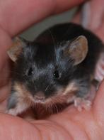 Muizen black and tan chocolade dove langhaar satijn, Muis, November, Meerdere dieren, Tam