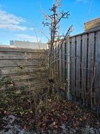 Perenboom, Ophalen, Volle zon, Overige soorten