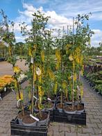 Gouden regen, Laburnum vossii nu prachtig in de bloei!, Tuin en Terras, Planten | Bomen, Ophalen of Verzenden, Volle zon, Overige soorten