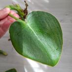 Philodendron Rugosum stekjes, Ophalen of Verzenden, Overige soorten, Minder dan 100 cm