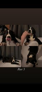 Amerikaanse Stafford Pups, 8 tot 15 weken, American Staffordshire Terriër, Meerdere, Meerdere dieren