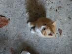 Kittens te koop, Dieren en Toebehoren, Katten en Kittens | Overige Katten, Meerdere dieren, Kortharig, 0 tot 2 jaar