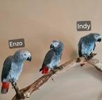 Grijze roodstaart papegaaien, Dieren en Toebehoren, Vogels | Parkieten en Papegaaien, Meerdere dieren, Papegaai, Tam
