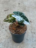Alocasia polly pink variegata, Huis en Inrichting, Kamerplanten, Ophalen of Verzenden, Halfschaduw, Minder dan 100 cm