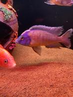 5 Malawi cichliden mannen, Dieren en Toebehoren, Vissen | Aquariumvissen, Vis