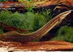 mastacembelus erythrotaenia €75,00, Dieren en Toebehoren, Vis, Zoetwatervis