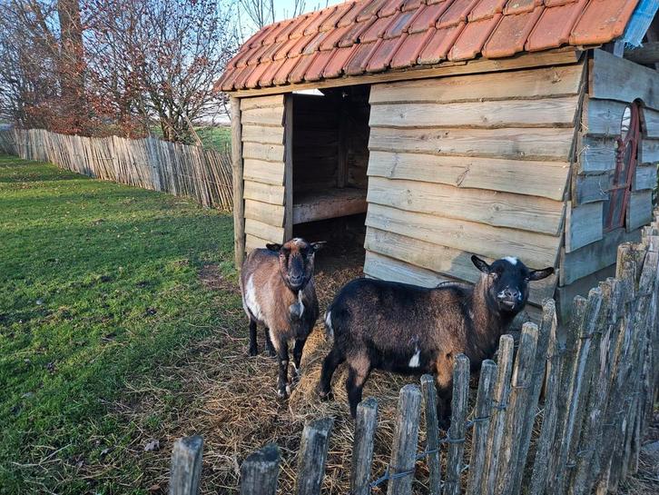 Geitjes, Dieren en Toebehoren, Schapen, Geiten en Varkens, Geit, Mannelijk