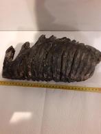 Mammoetkies 2, Verzamelen, Mineralen en Fossielen, Ophalen of Verzenden, Fossiel