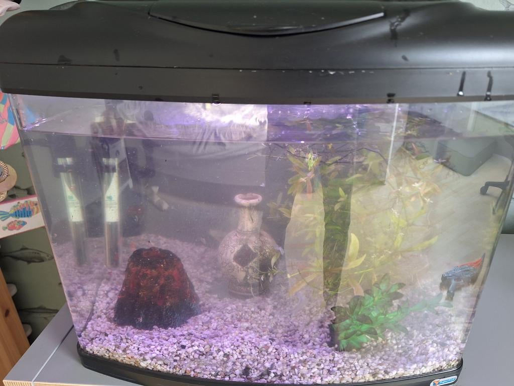 Aquarium, Dieren en Toebehoren, Ophalen, Leeg aquarium