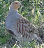 Europese patrijzen, Dieren en Toebehoren, Meerdere dieren, Overige soorten