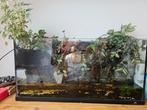 Aqarium ( paludarium) met planten en water, Dieren en Toebehoren, Reptielen en Amfibieën | Toebehoren, Ophalen of Verzenden, Zo goed als nieuw