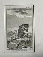 Phalanger Femelle / Koeskoezen Buffon 1775 aap / apen, Ophalen of Verzenden