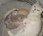 Britse Korthaar moeder en kittens, Poes