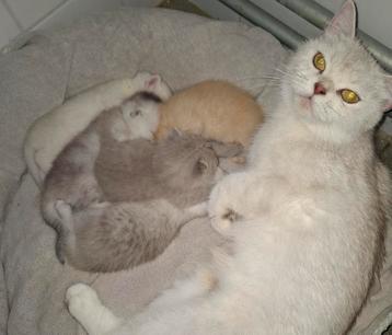 Britse korthaar moeder en kittens  beschikbaar voor biedingen