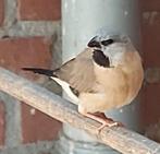 Spitsstaart amadine jongen, Dieren en Toebehoren, Vogels | Overige Vogels, Meerdere dieren, Tropenvogel