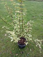 Bruidsbloem - Deutzia Gracilis, Vaste plant, Halfschaduw, Lente, Ophalen
