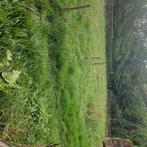 Gevraagd voor weidegang leuke 15+ pony max 115 cm ruin, Dieren en Toebehoren, Pony's, Gechipt, Ruin, Niet van toepassing, A pony (tot 1.17m)