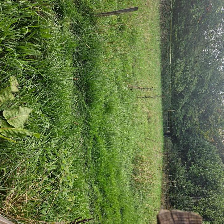 Gevraagd voor weidegang leuke 15+ pony max 115 cm ruin, Dieren en Toebehoren, Pony's, Ruin, Niet van toepassing, A pony (tot 1.17m)