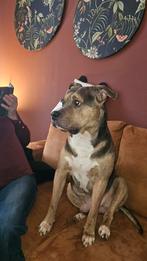 Rebel een Amerikaanse Staff x Bully XL, Dieren en Toebehoren, Reu, Eén hond, Nederland, Particulier