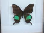 vlinder papilio paris, Ophalen of Verzenden, Nieuw, Overige soorten, Opgezet dier