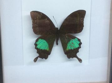 vlinder papilio paris beschikbaar voor biedingen