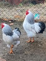 Wyandotte hanen wit, Dieren en Toebehoren, Pluimvee, Mannelijk, Kip
