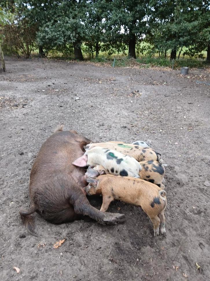 Biggen te koop, Dieren en Toebehoren, Schapen, Geiten en Varkens, Varken, Meerdere dieren