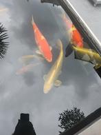 Mukashi ogon Izumiya, Dieren en Toebehoren, Vissen | Vijvervissen, Karper of Koi
