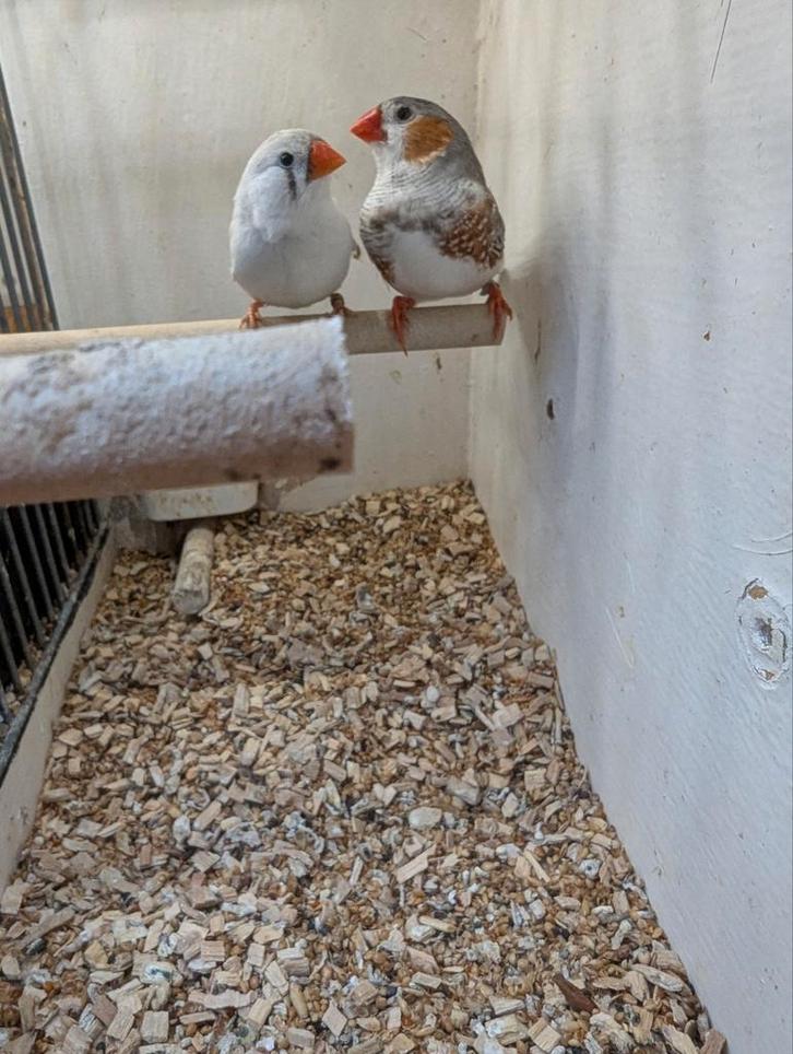 ZEBRAVINKEN koppels, Dieren en Toebehoren, Vogels | Overige Vogels, Meerdere dieren