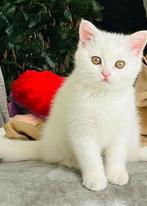Britse korthaar, Poes, Ontwormd, 0 tot 2 jaar