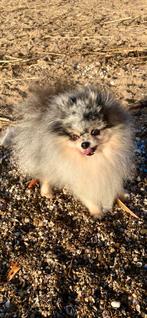 Mooie kleine Merle tan pomeranian dekreu / pomeriaan dekreu, Dieren en Toebehoren, Honden | Dekreuen, 6 jaar of ouder, Rabiës (hondsdolheid)