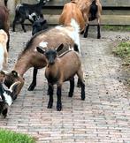 Super lief bruin geitje, Dieren en Toebehoren, Schapen, Geiten en Varkens, Vrouwelijk, Geit, 0 tot 2 jaar