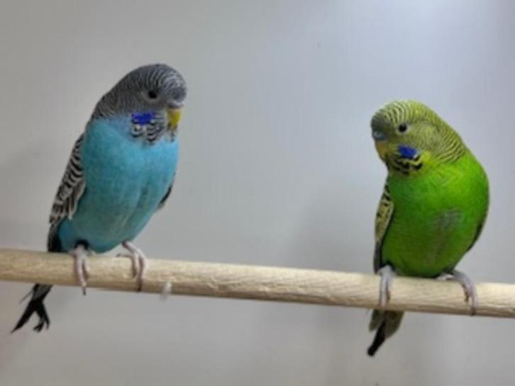 Blackface parkieten mannen, Dieren en Toebehoren, Vogels | Parkieten en Papegaaien, Parkiet, Meerdere dieren, Geringd