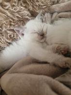Prachtige raszuivere britse korthaar kittens, Dieren en Toebehoren, Katten en Kittens | Raskatten | Korthaar, Ontwormd, 0 tot 2 jaar