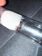 Pheidole pallidula mieren kolonie, Dieren en Toebehoren, Mieren