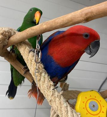 Tamme baby Edelpapegaaien man en pop
 beschikbaar voor biedingen