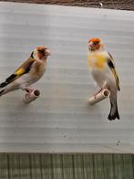 Bont Putter, Dieren en Toebehoren