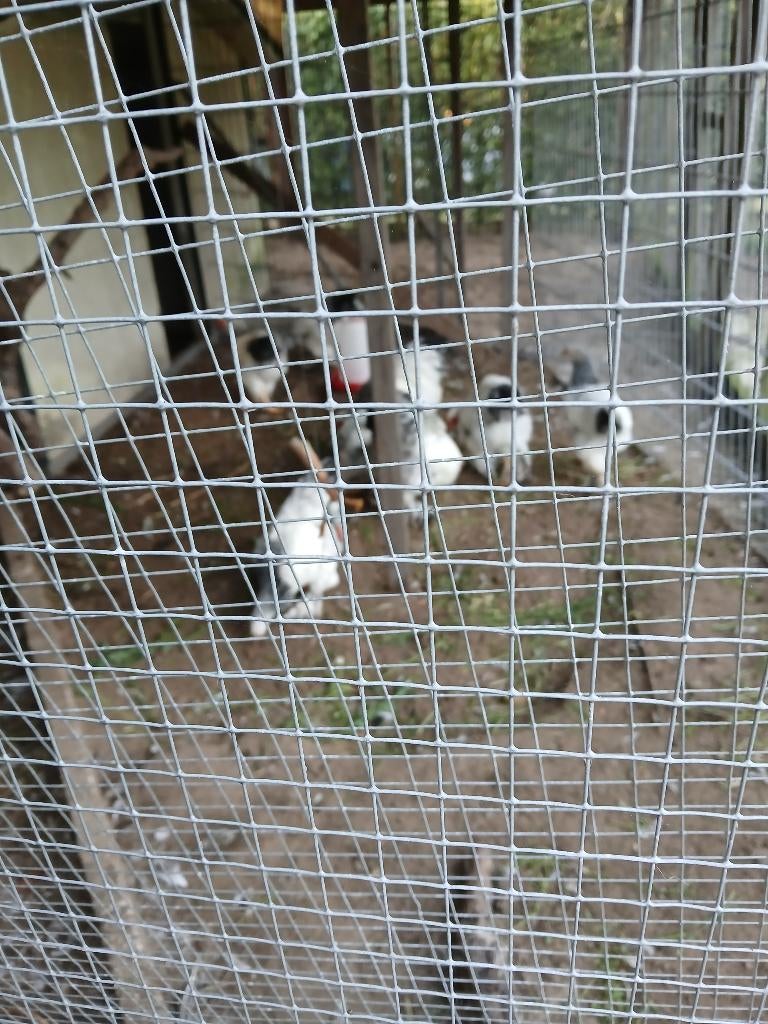 Brahma hanen Colombia, Dieren en Toebehoren, Overige Dieren, Juni, Mannelijk