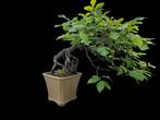 bonsai Fagus, beuk, neagari stijl., Bloeit niet, Overige soorten, Minder dan 100 cm, Ophalen