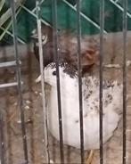 chinese dwergkwartels, Dieren en Toebehoren, Pluimvee, Meerdere dieren, Overige soorten