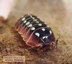 Armadillidium klugii Dubrovnik isopods / pissebedden, Overige soorten