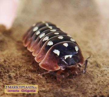 Armadillidium klugii Dubrovnik isopods / pissebedden beschikbaar voor biedingen