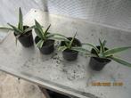 Bondbladige Agave, Volle zon, Vaste plant, Bloeit niet, Ophalen