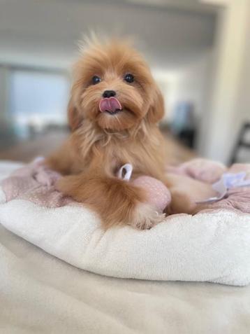 Exclusieve Maltipoo Micro pups (Maltezer/Azian Toy Poedel)) beschikbaar voor biedingen