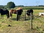 Plaats voor een IJslander, Dieren en Toebehoren, Weidegang