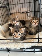 Bengaalse kittens, Meerdere dieren, 0 tot 2 jaar, Ontwormd
