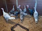 Kalkoenen en hanen, Dieren en Toebehoren, Pluimvee, Mannelijk, Kalkoen